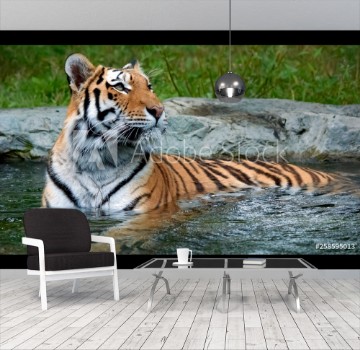 Picture of The tiger Panthera tigris is the largest cat species It is the third largest land carnivore behind only the polar bear and the brown bear